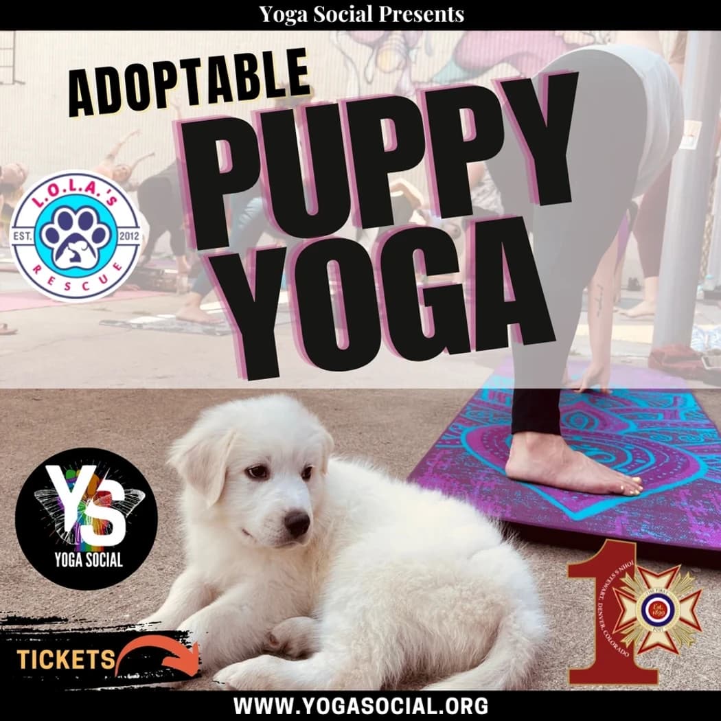 Adoptable Puppy Yoga + Social Hour at VFW Post 1 hosted by Denver Yoga Social — yoga classes in Denver