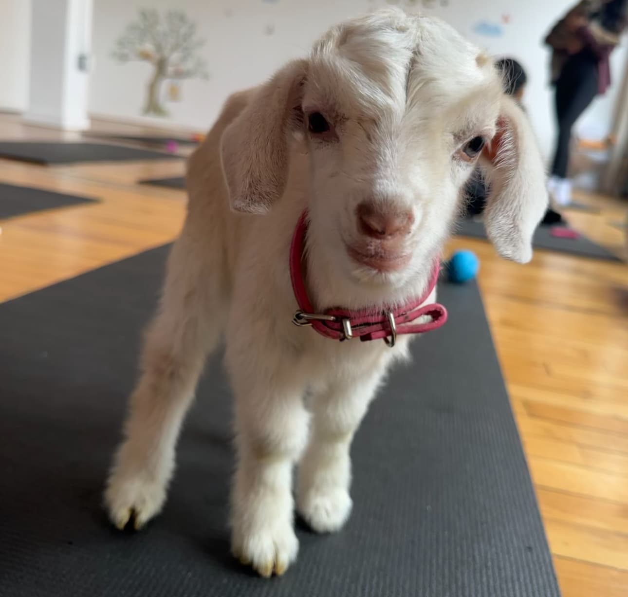 Goat Yoga 12pm hosted by Paws and Pose — yoga classes in Toronto
